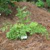 Royal Fern